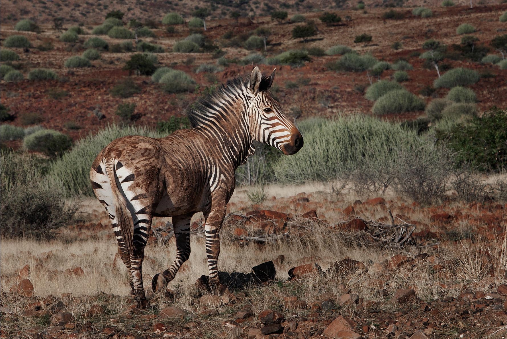 Mountain zebra in Etosha National Park, Namibia