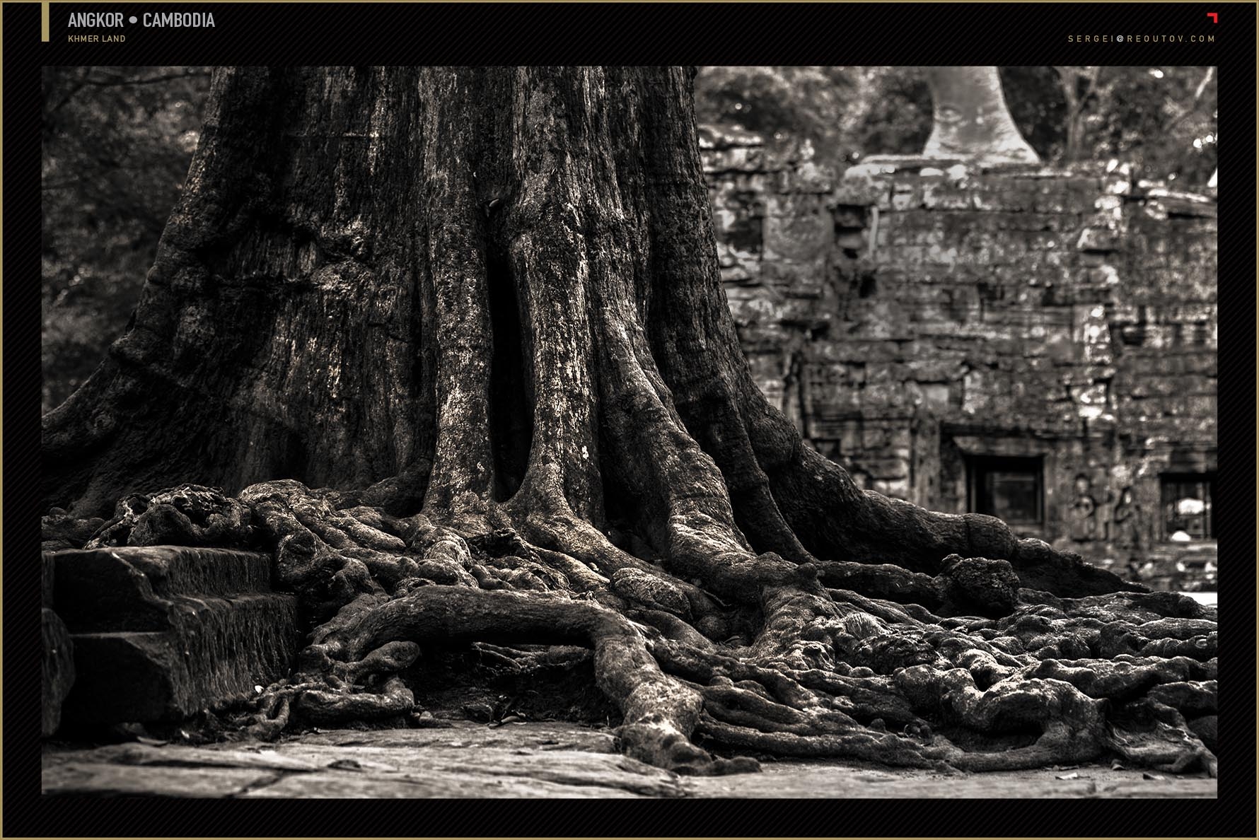 Tree with ruins in Cambodia