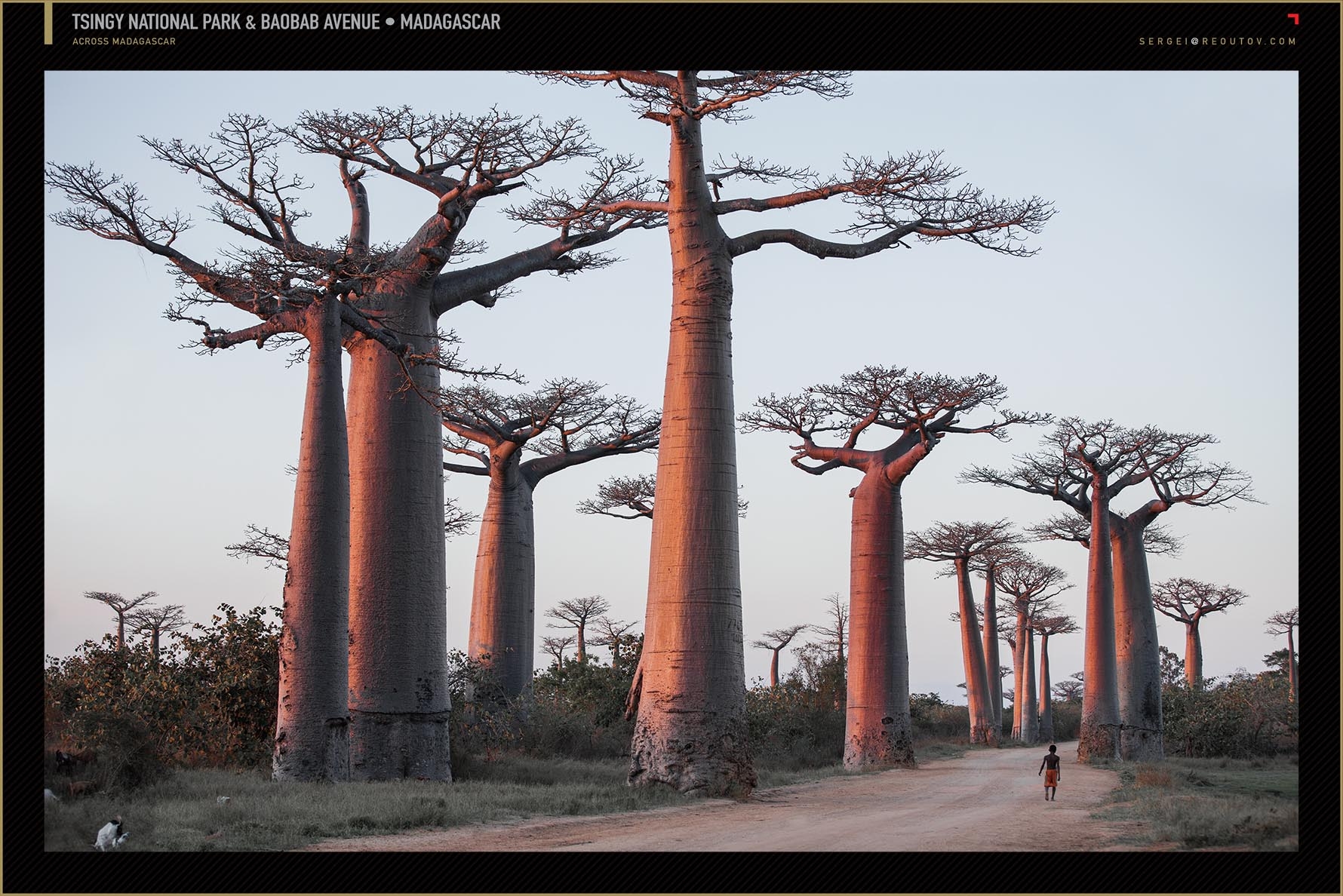 Alley of the Baobabs, Menabe region,Madagascar