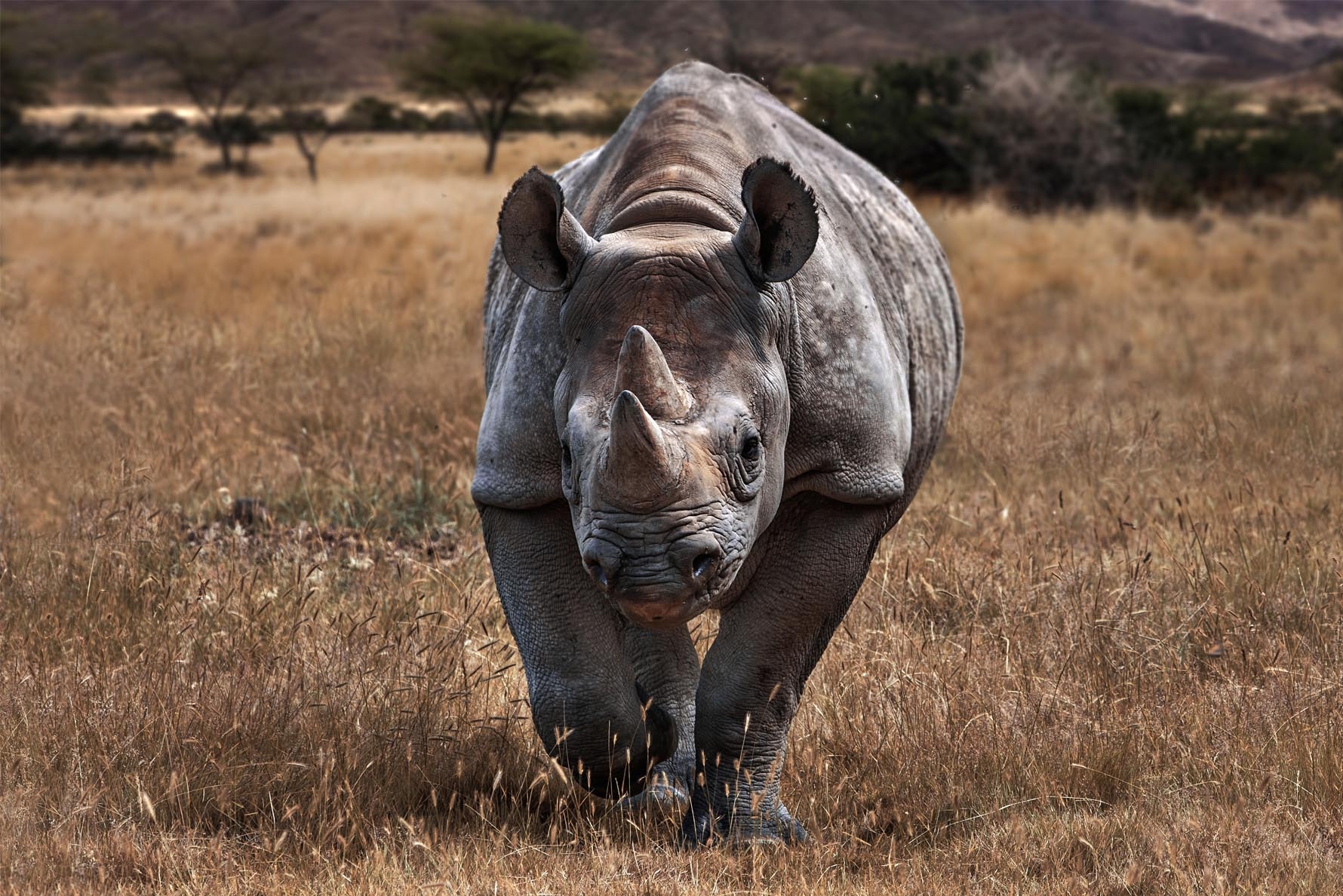 Black rhino in Namibia, Etosha National Park