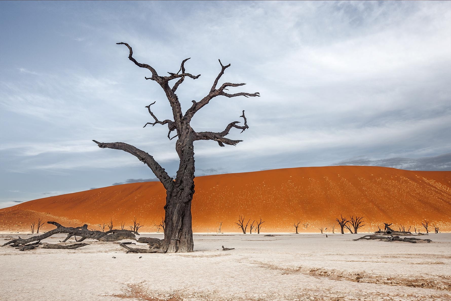 Camel Thorn Tree, Deadvlei, Namibia