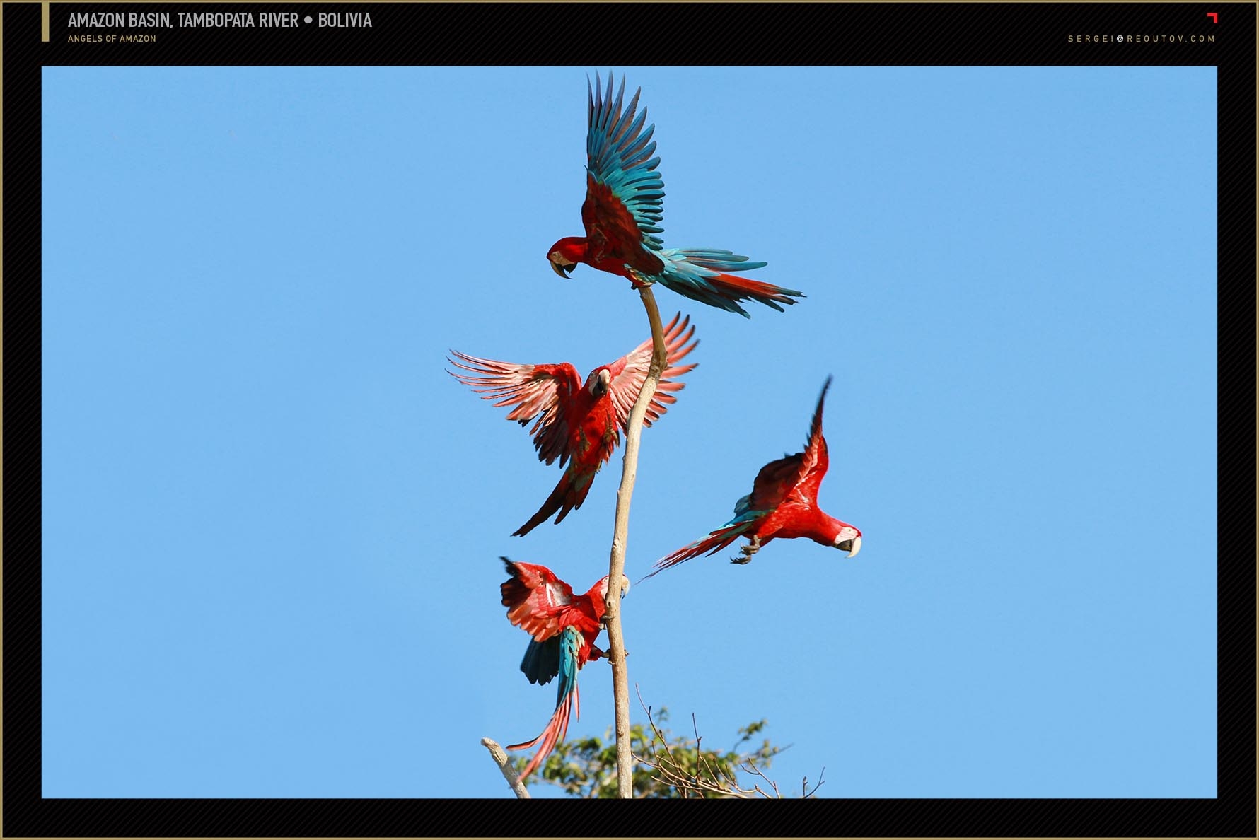 Clay lick macaw, Amazon