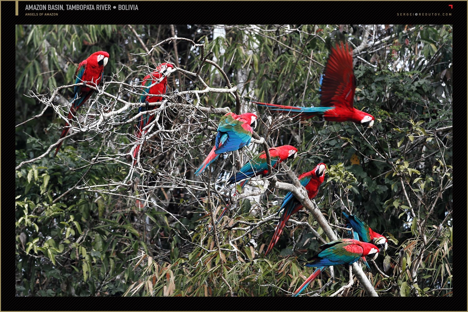 Clay lick macaw, Amazon