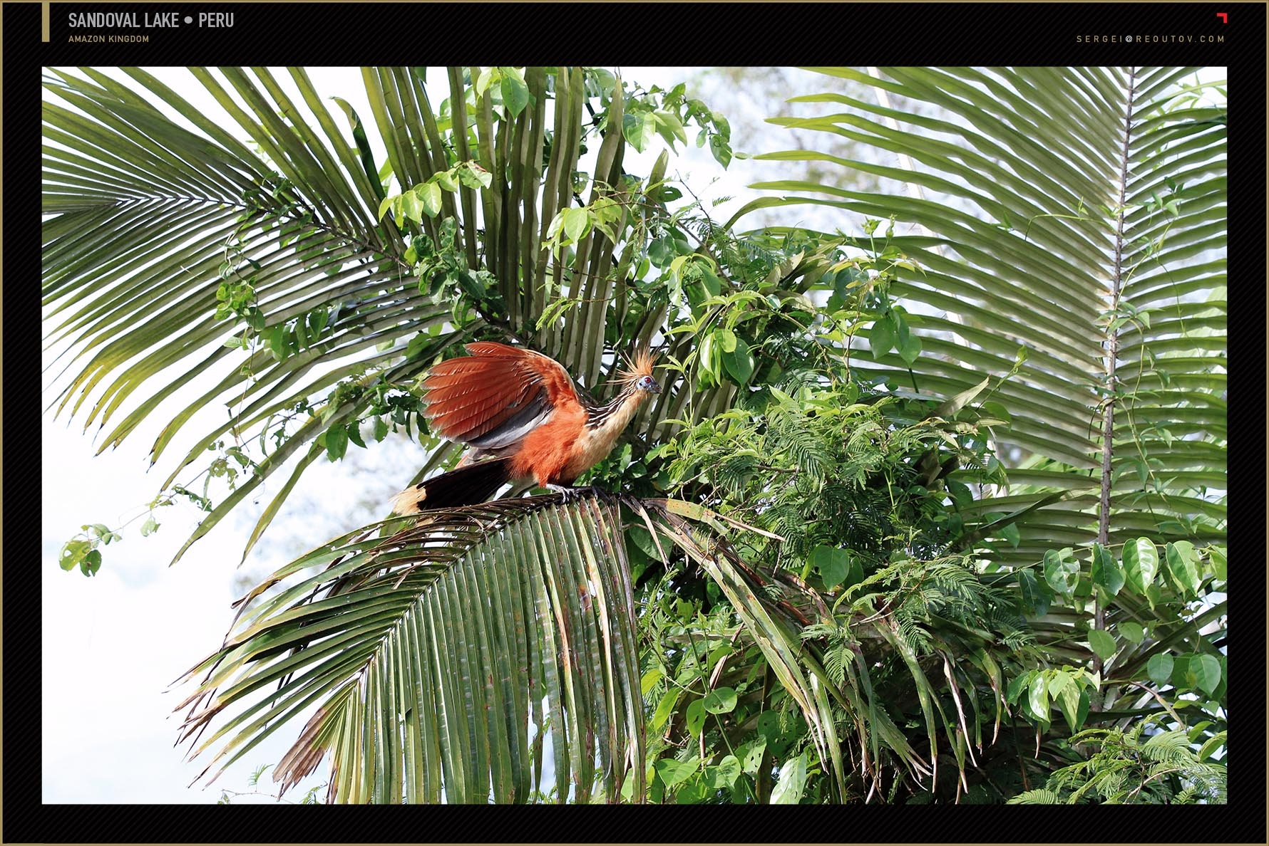 Shansho bird, Amazon