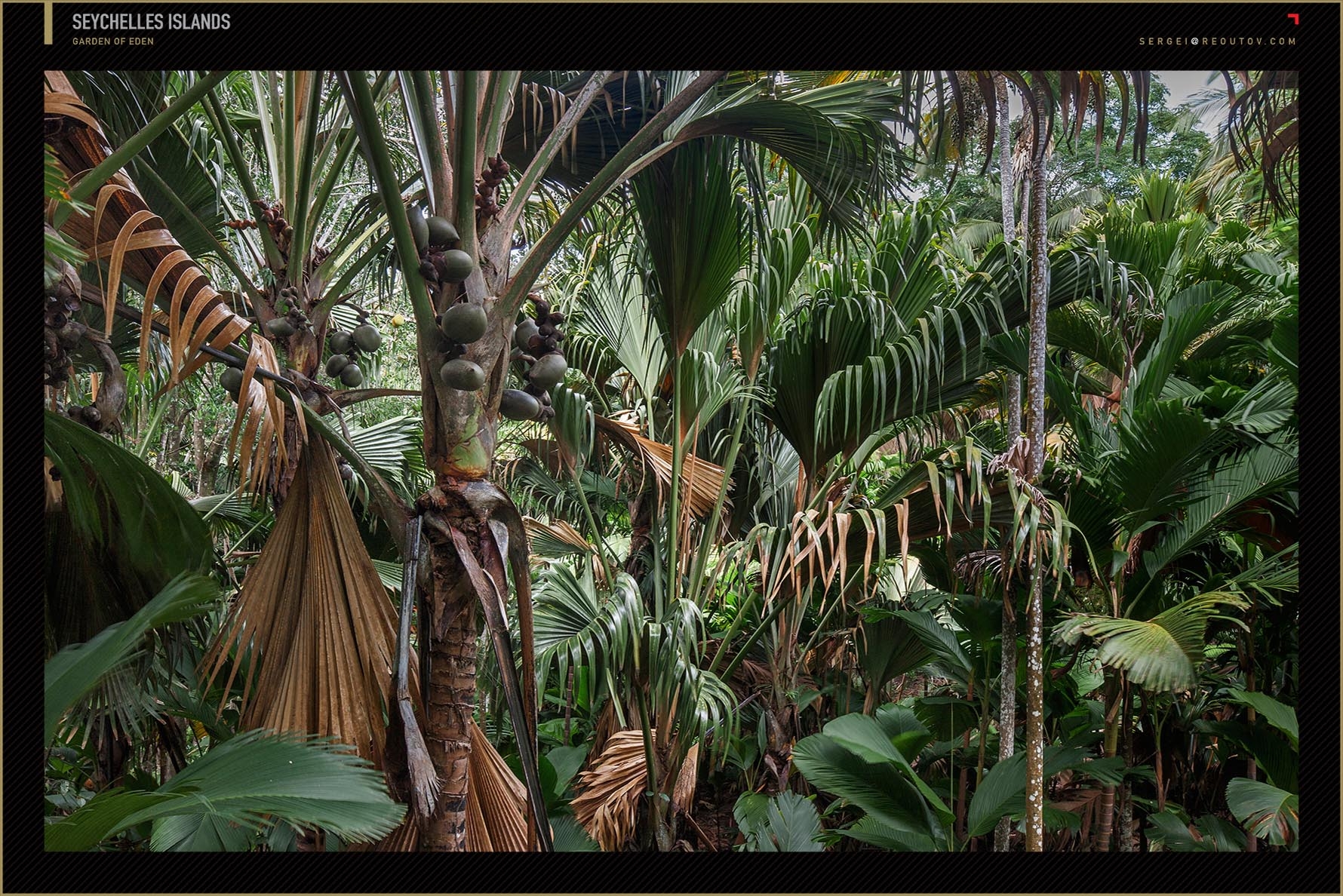Coco de mer palm at Vallee de Mai forest