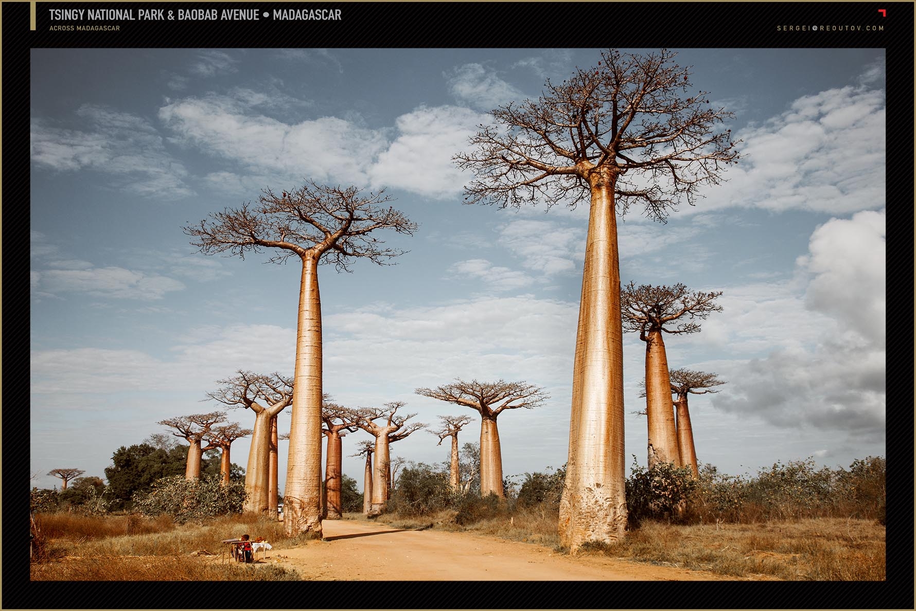 Grandidier's baobab, Madagascar