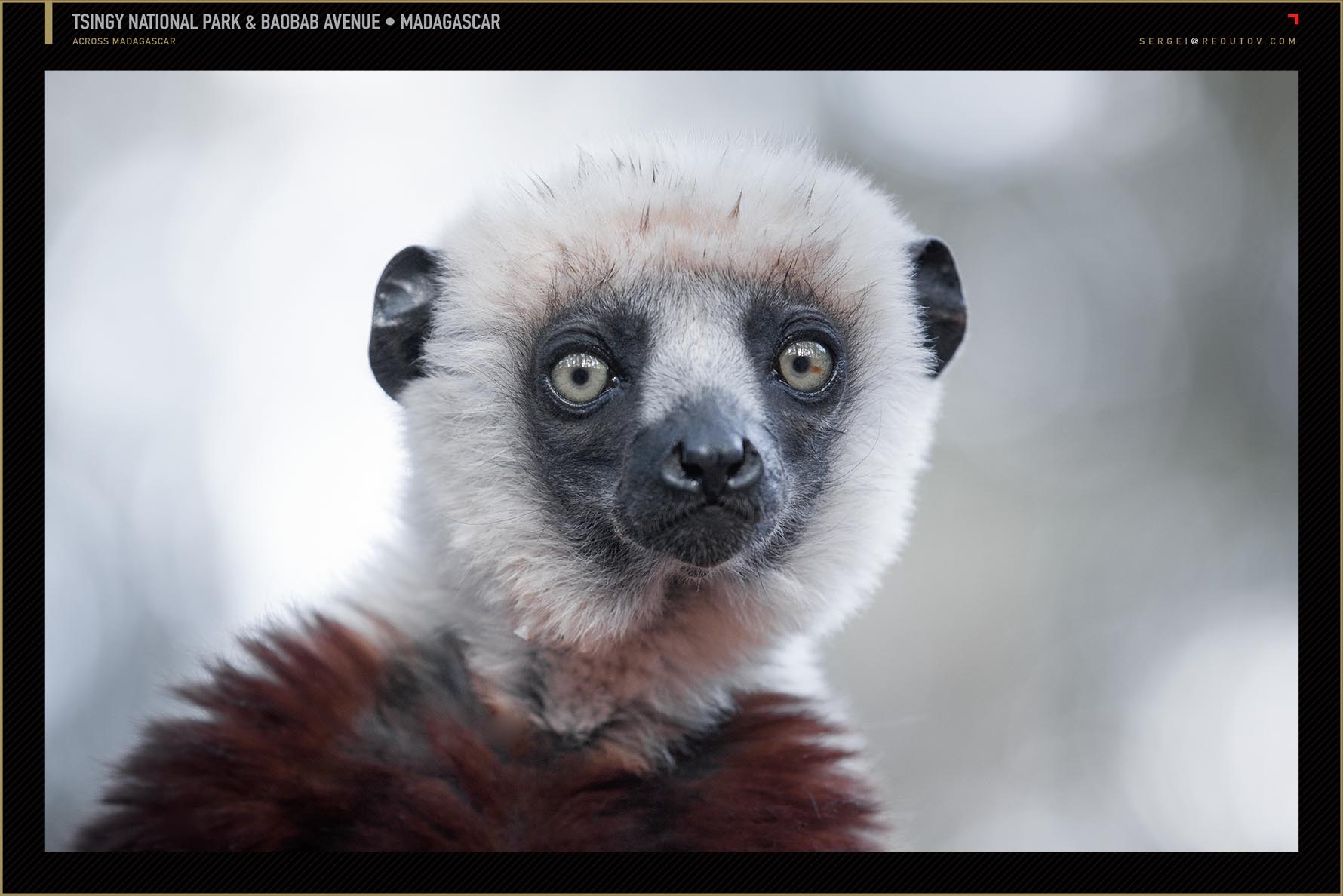 Coquerel's sifaka lemur, Madagascar